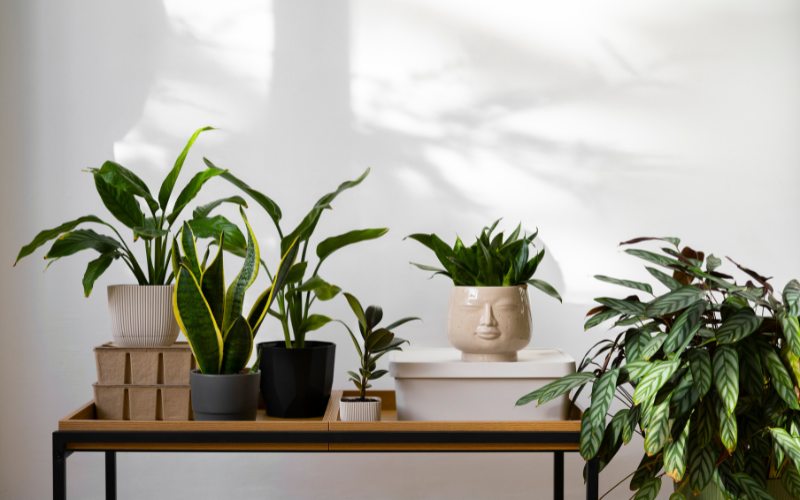 cây để bàn văn phòng