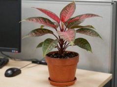 Cây Để Bàn Văn Phòng Hợp Phong Thủy 5 Mệnh cây để bàn văn phòng