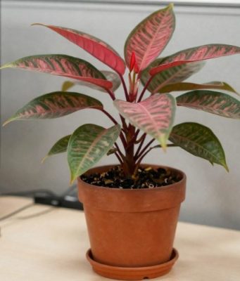 Cây Để Bàn Văn Phòng Hợp Phong Thủy 5 Mệnh cây để bàn văn phòng