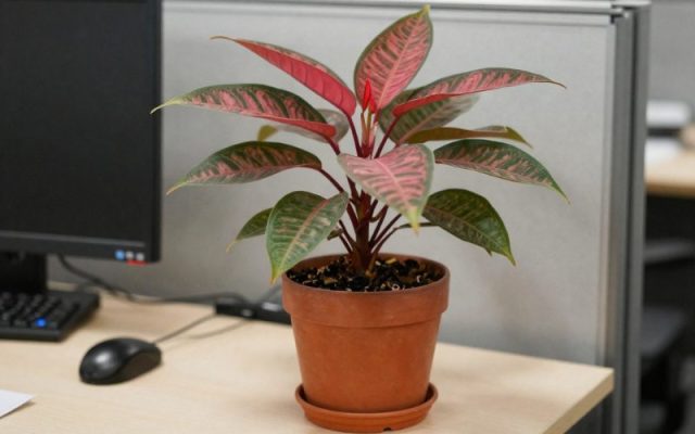 cay-de-ban-van-phong-5 cây để bàn văn phòng