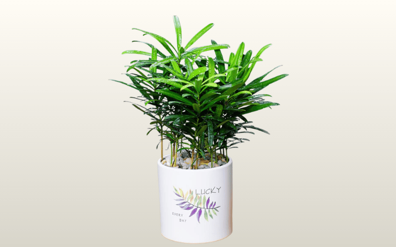 cây để bàn văn phòng