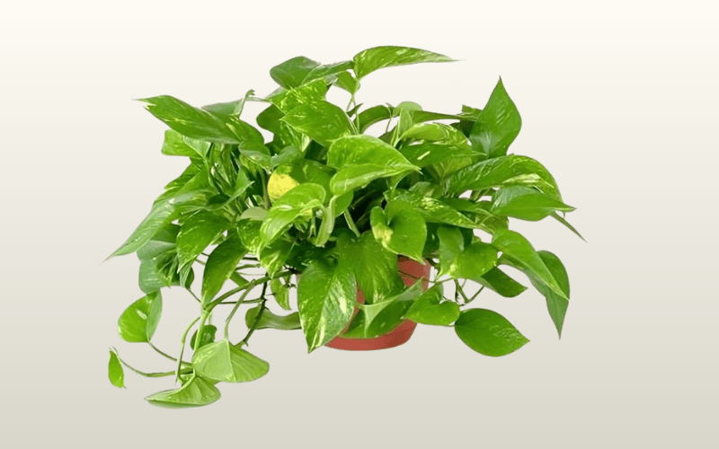 cây để bàn văn phòng