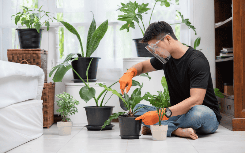 cây để bàn văn phòng
