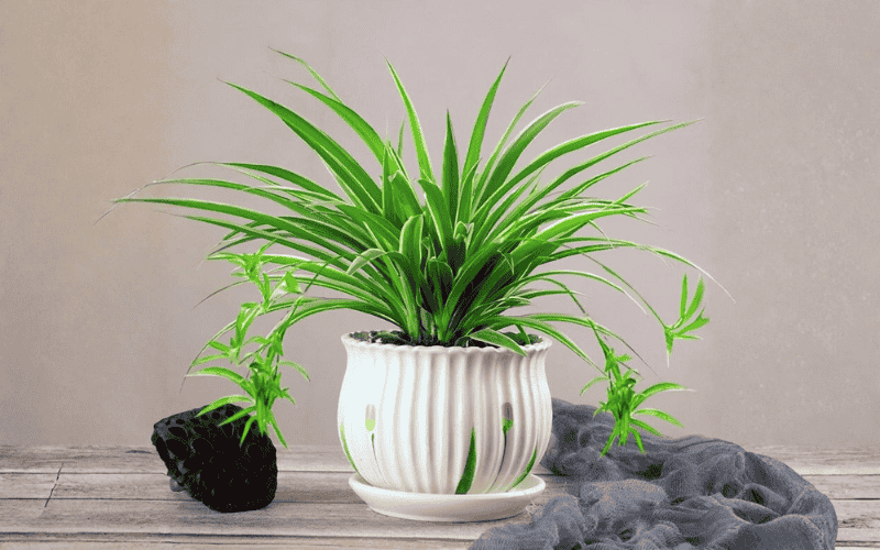 cây để bàn văn phòng