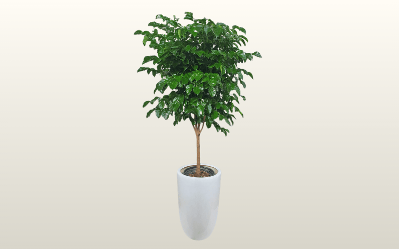 cây để bàn văn phòng